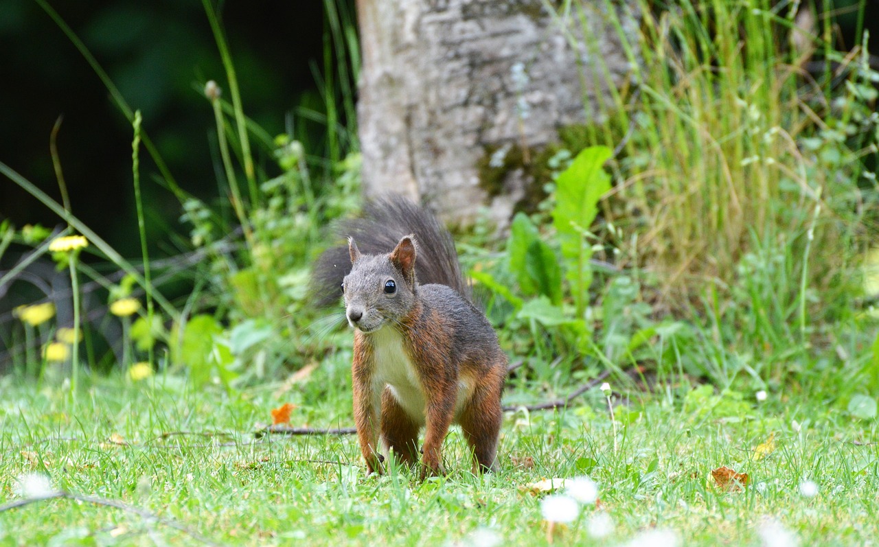 squirrel nager rodent free photo