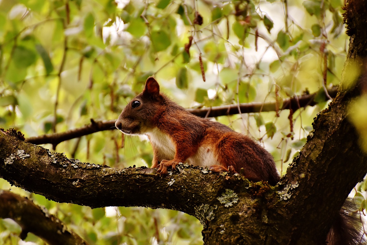 squirrel nager cute free photo