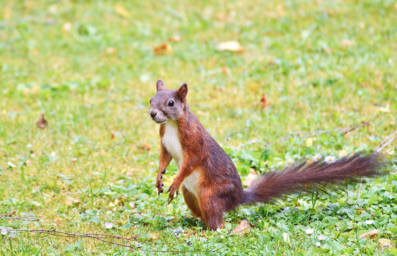 squirrel nager rodent free photo