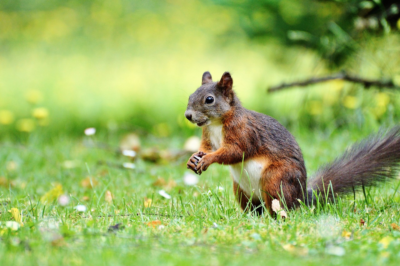 squirrel nager rodent free photo