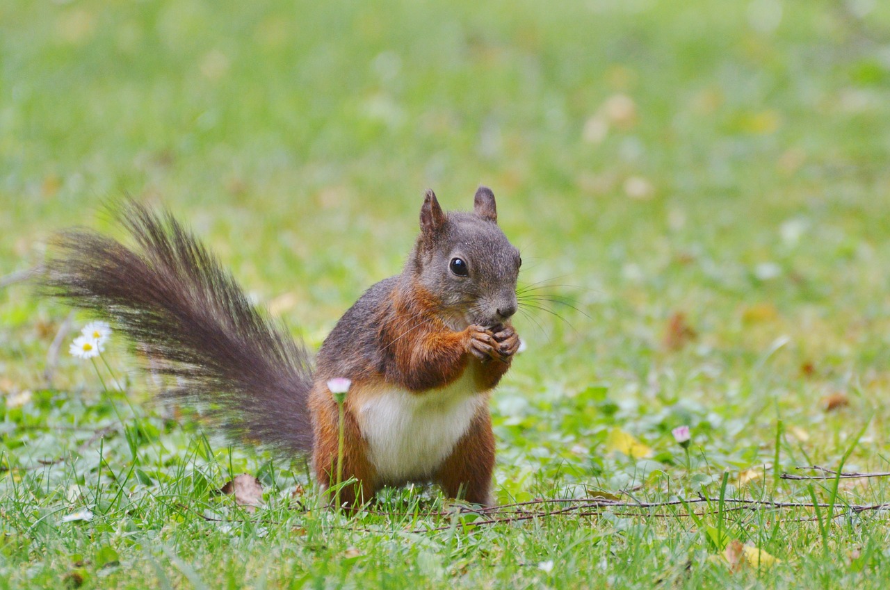 squirrel nager rodent free photo