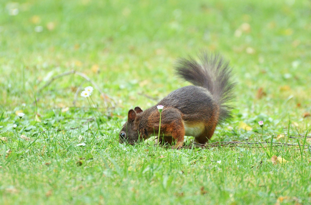 squirrel nager rodent free photo