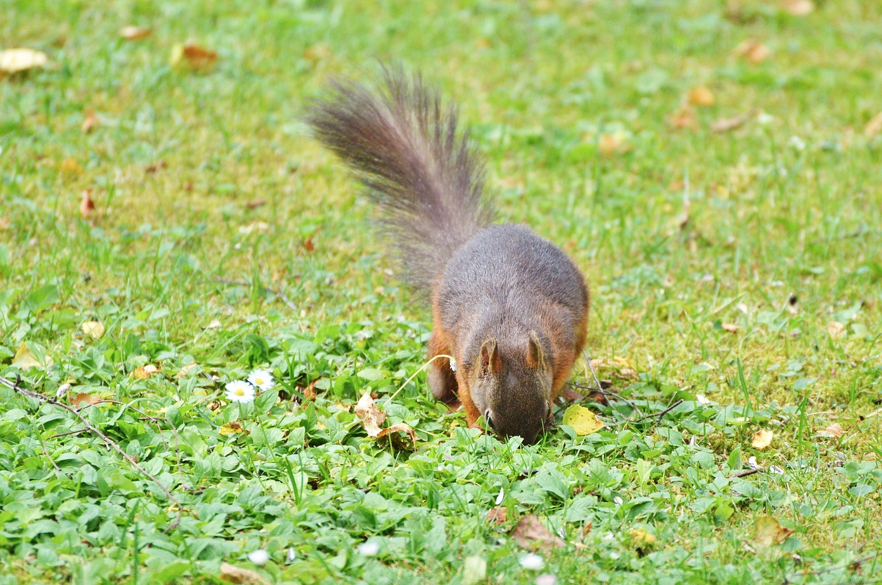 squirrel nager rodent free photo