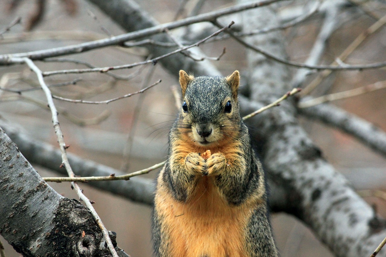 squirrel rodent wildlife free photo