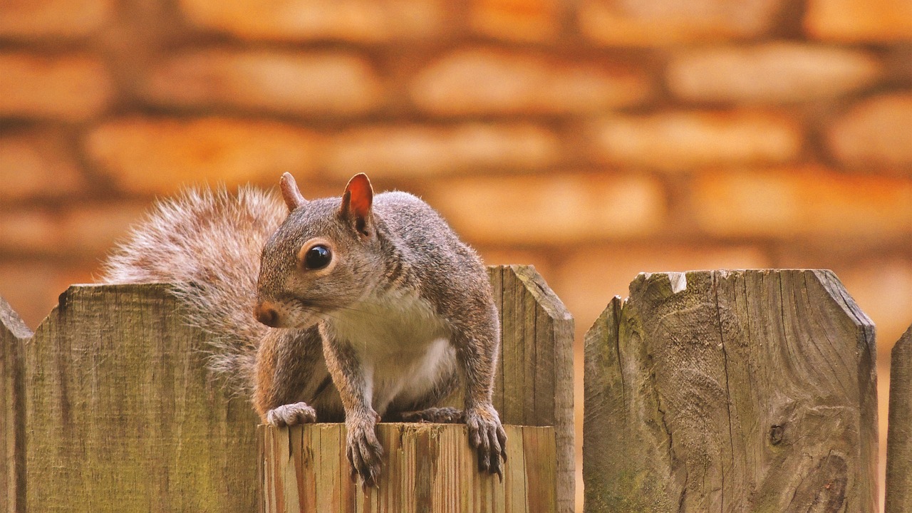 squirrel fence photoshop free photo