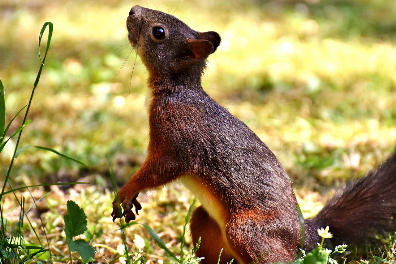 squirrel cute animal free photo