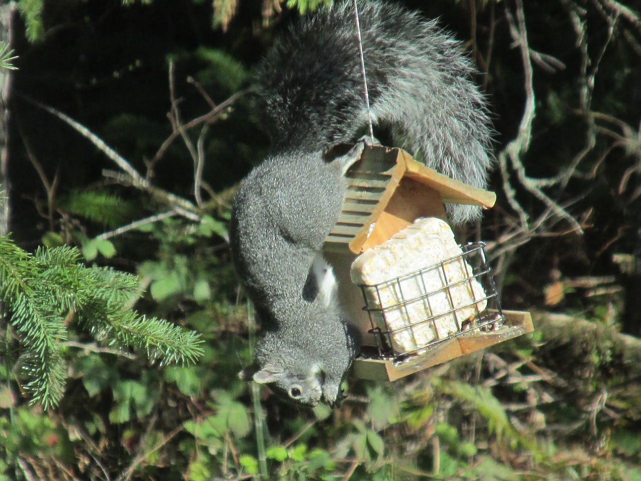 squirrel ingenious problem solving free photo