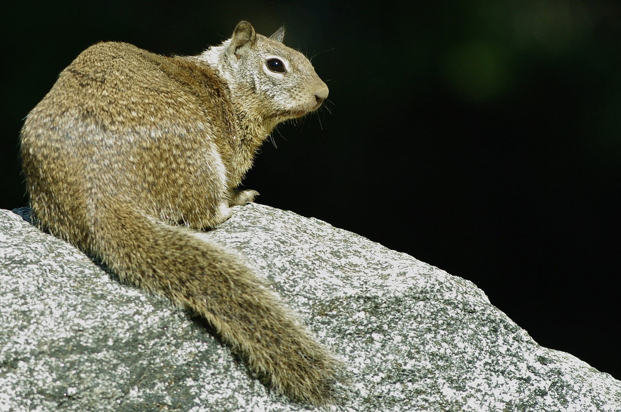 squirrel rock wild free photo