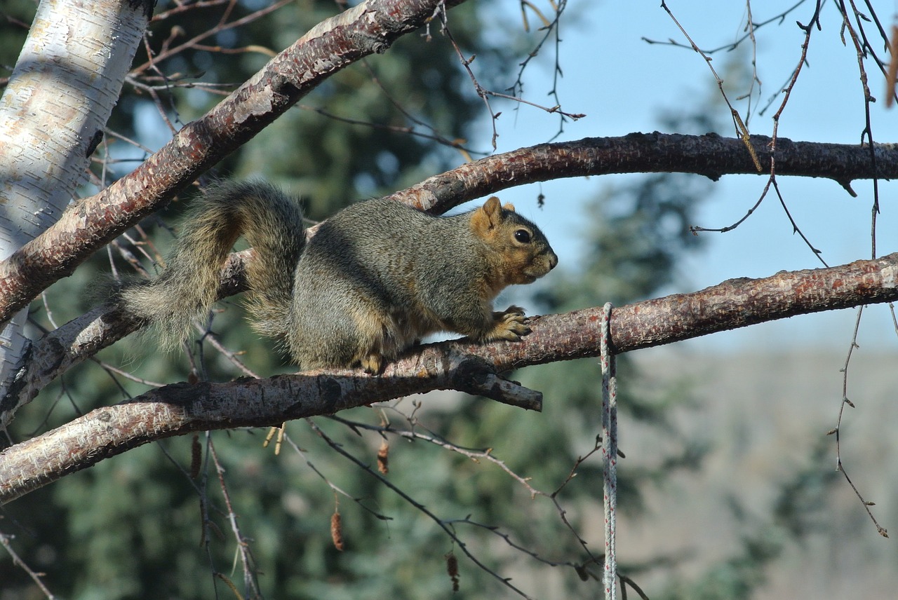 squirrel cute animal free photo