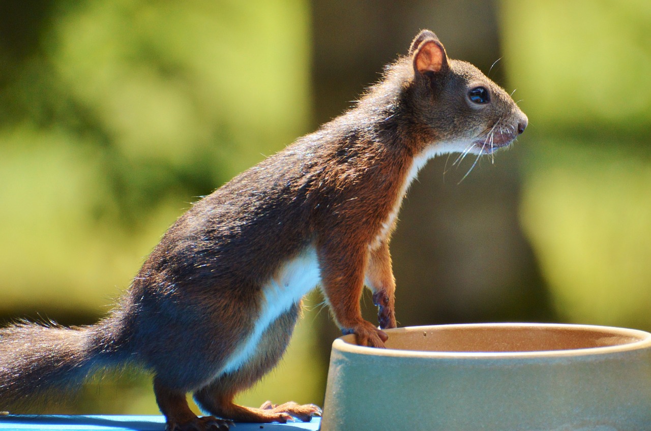 squirrel nager rodent free photo