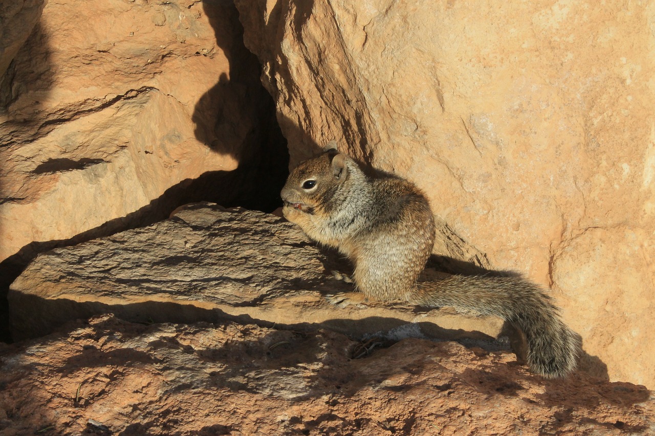 squirrel rock food free photo