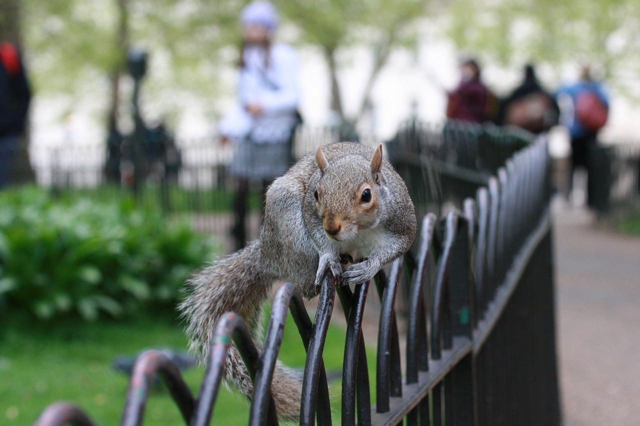 squirrel rodent animals free photo