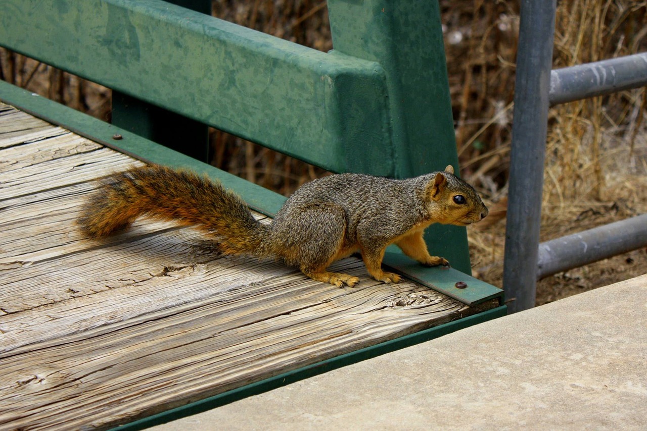 squirrel fall wildlife free photo