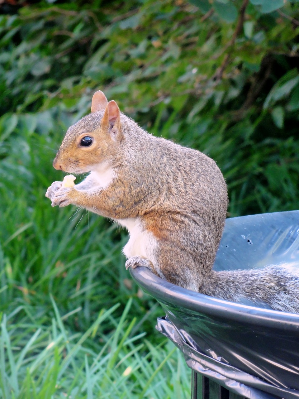 squirrel wildlife nature free photo