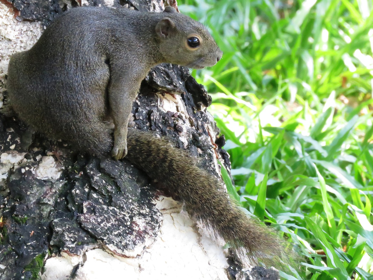 squirrel sitting tree free photo