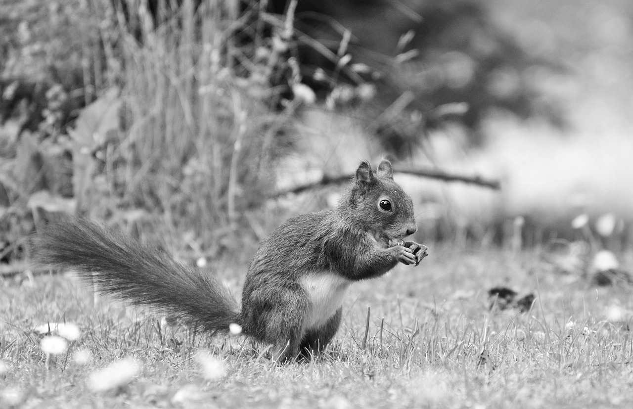 squirrel nager rodent free photo