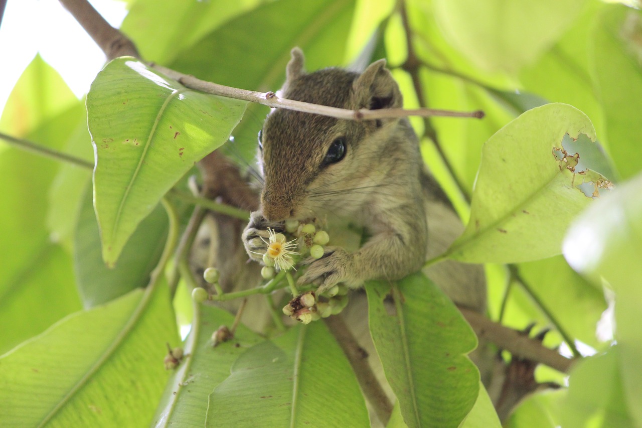 squirrel wild natural free photo