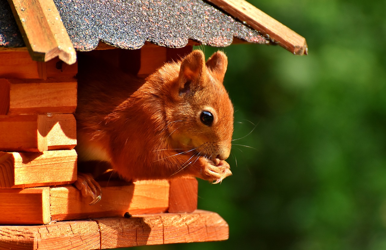 squirrel nager garden free photo