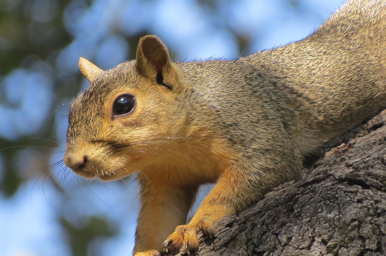 squirrel close up wild free photo