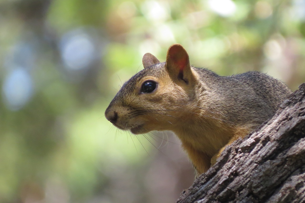 squirrel close up tree free photo