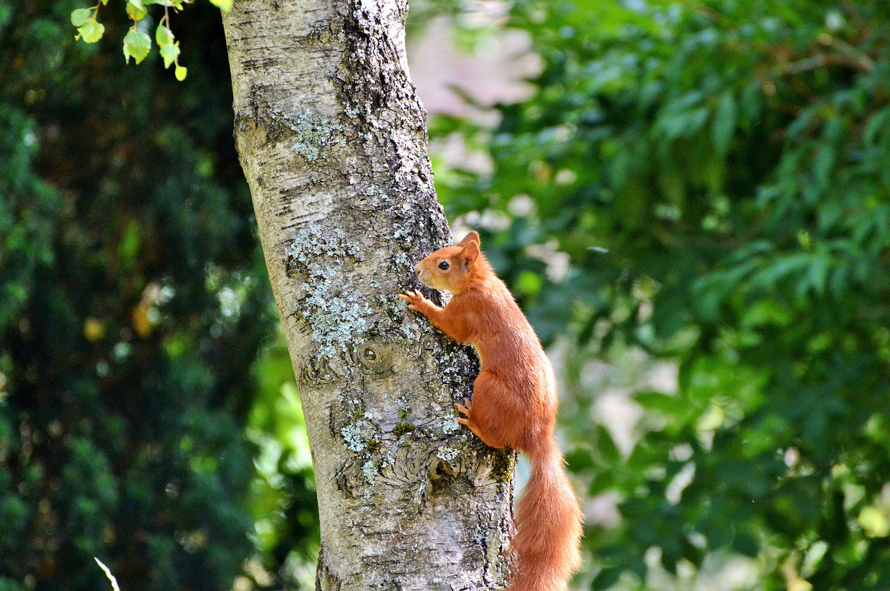 squirrel rodent forest animals free photo