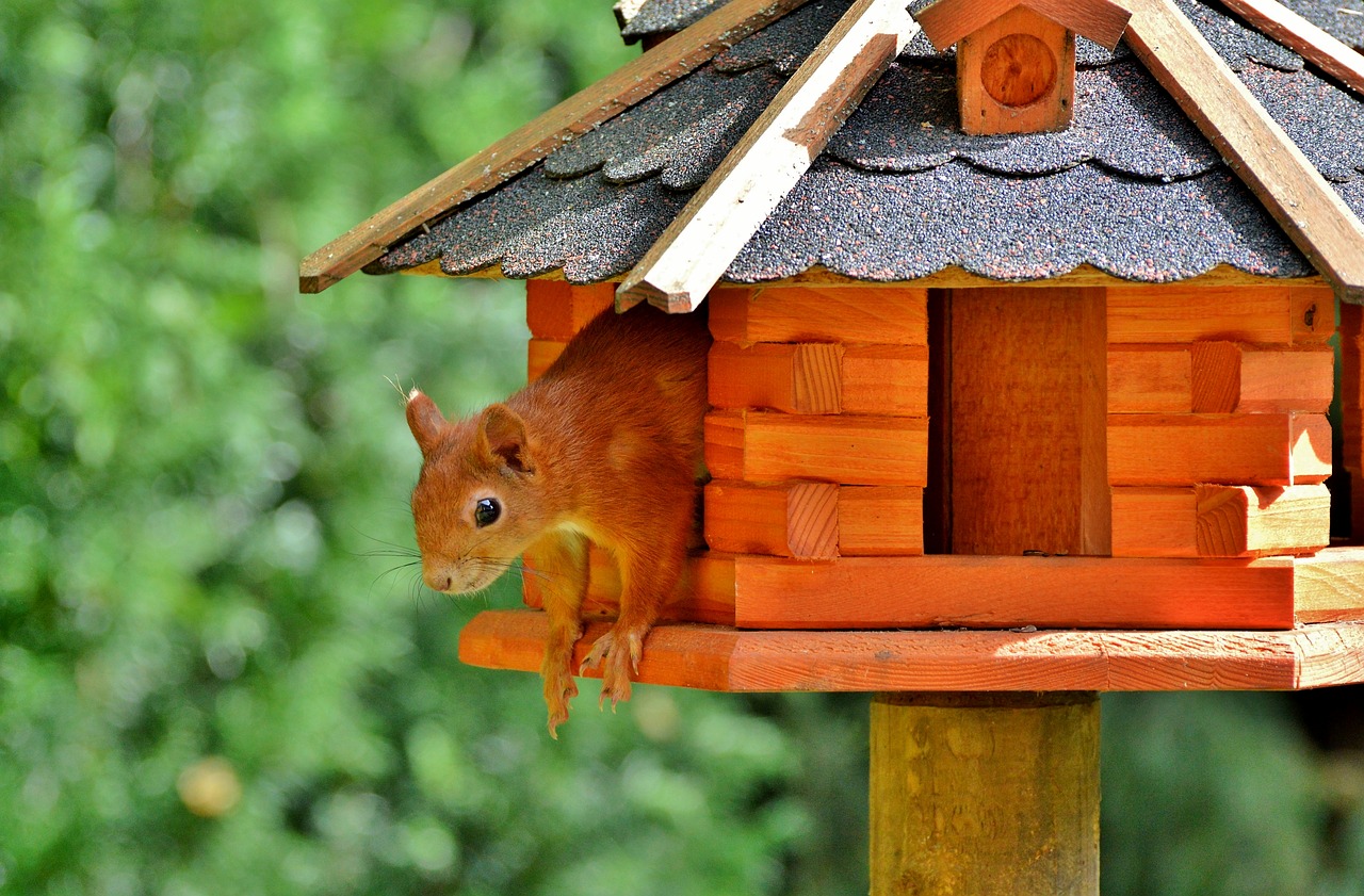 squirrel rodent forest animals free photo