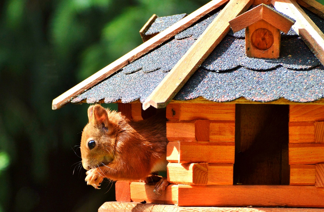 squirrel rodent forest animals free photo