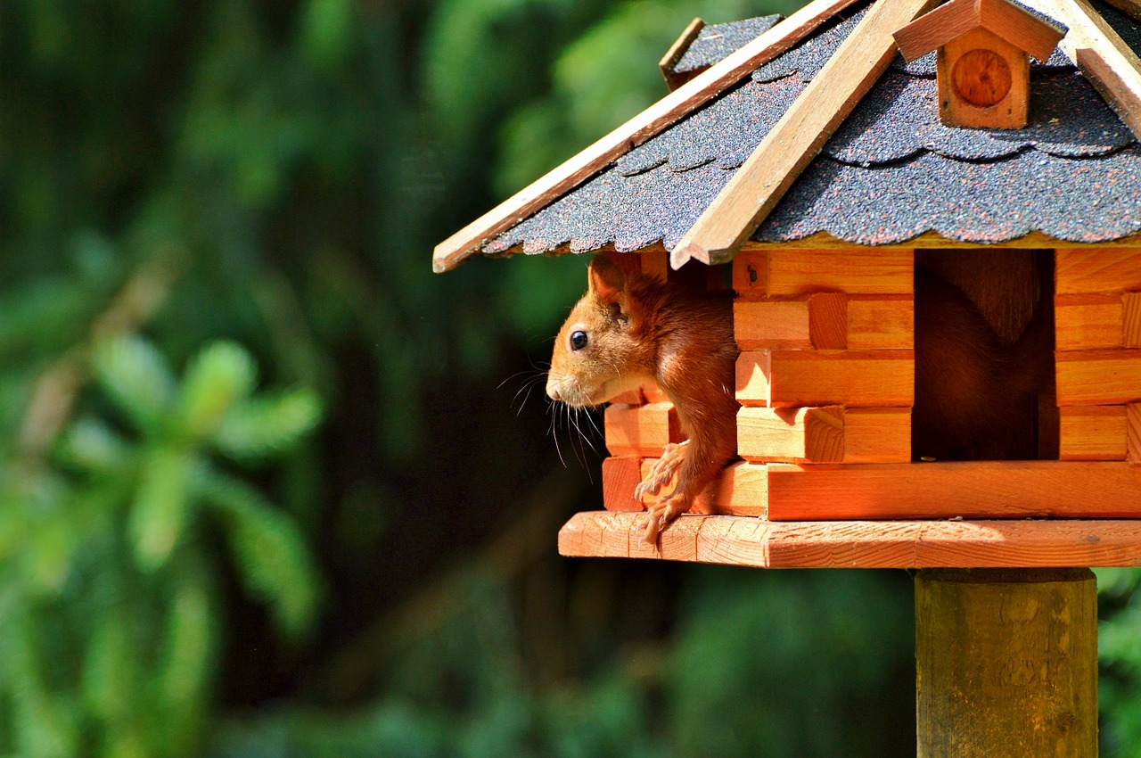 squirrel rodent forest animals free photo