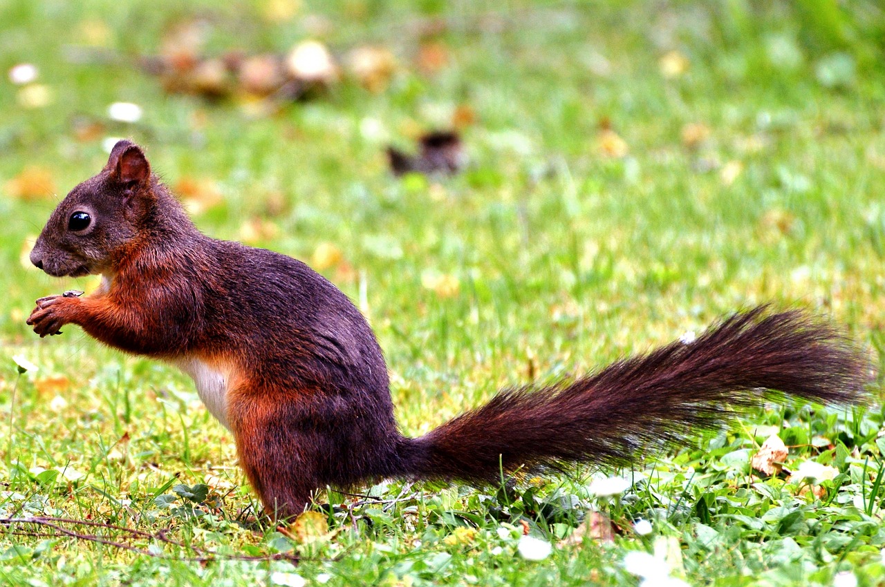 squirrel rodent forest animals free photo