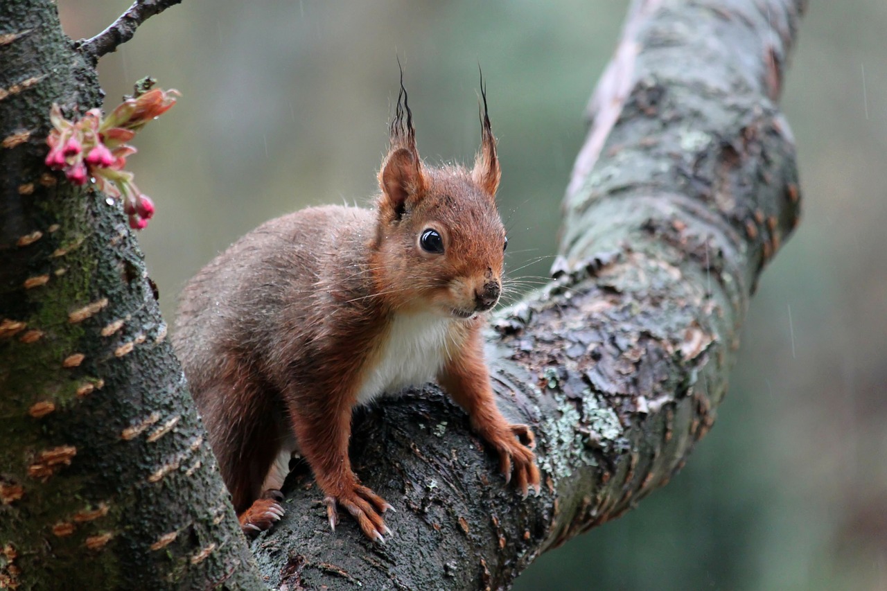 squirrel cute croissant free photo