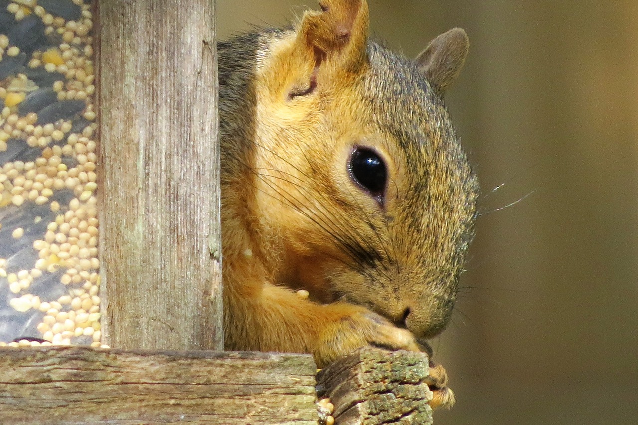 squirrel close up brown free photo