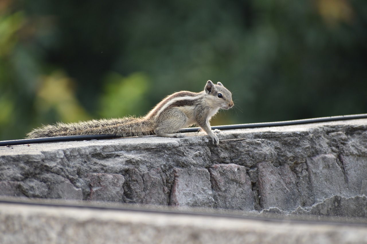 squirrel rodent creature free photo