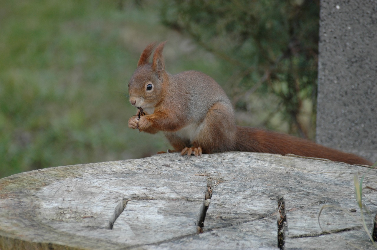 squirrel animal nature free photo