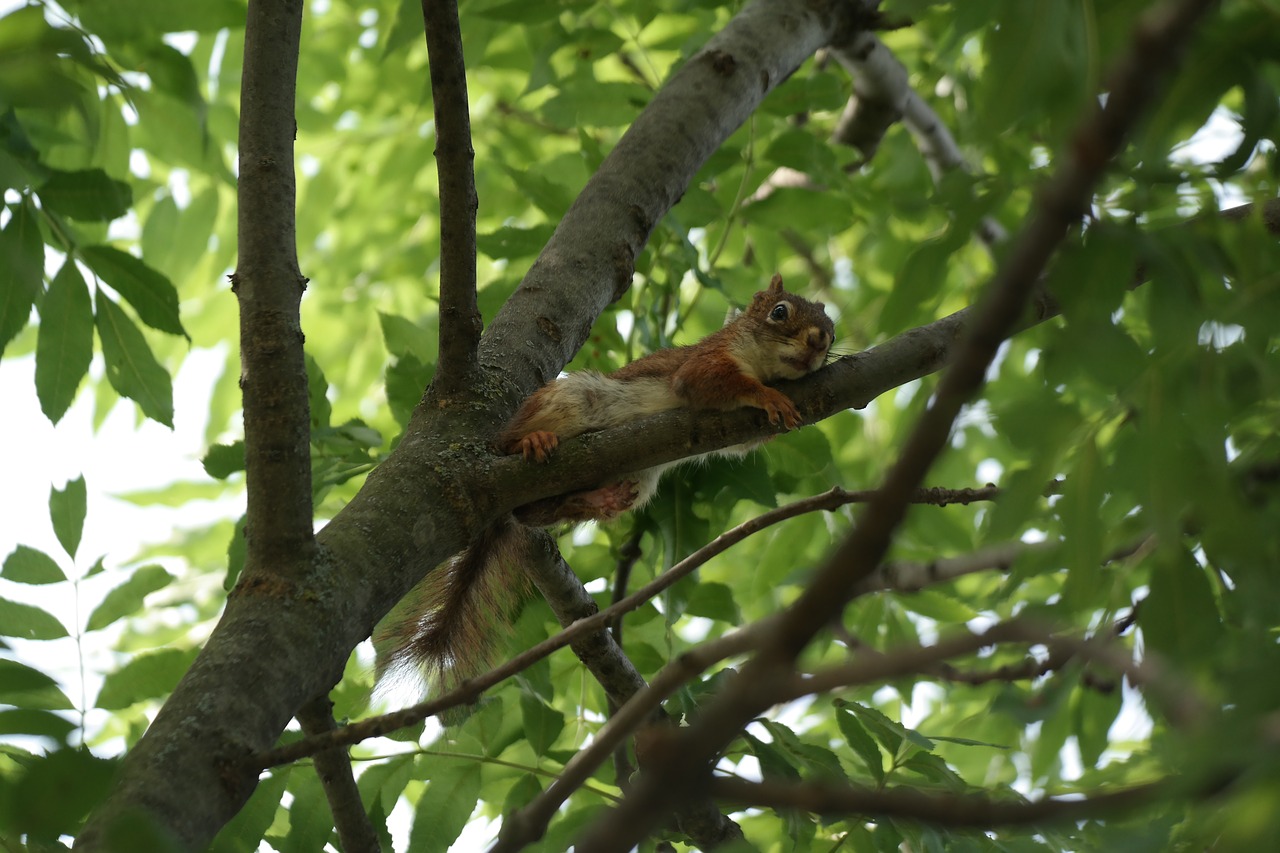 squirrel animal forest free photo