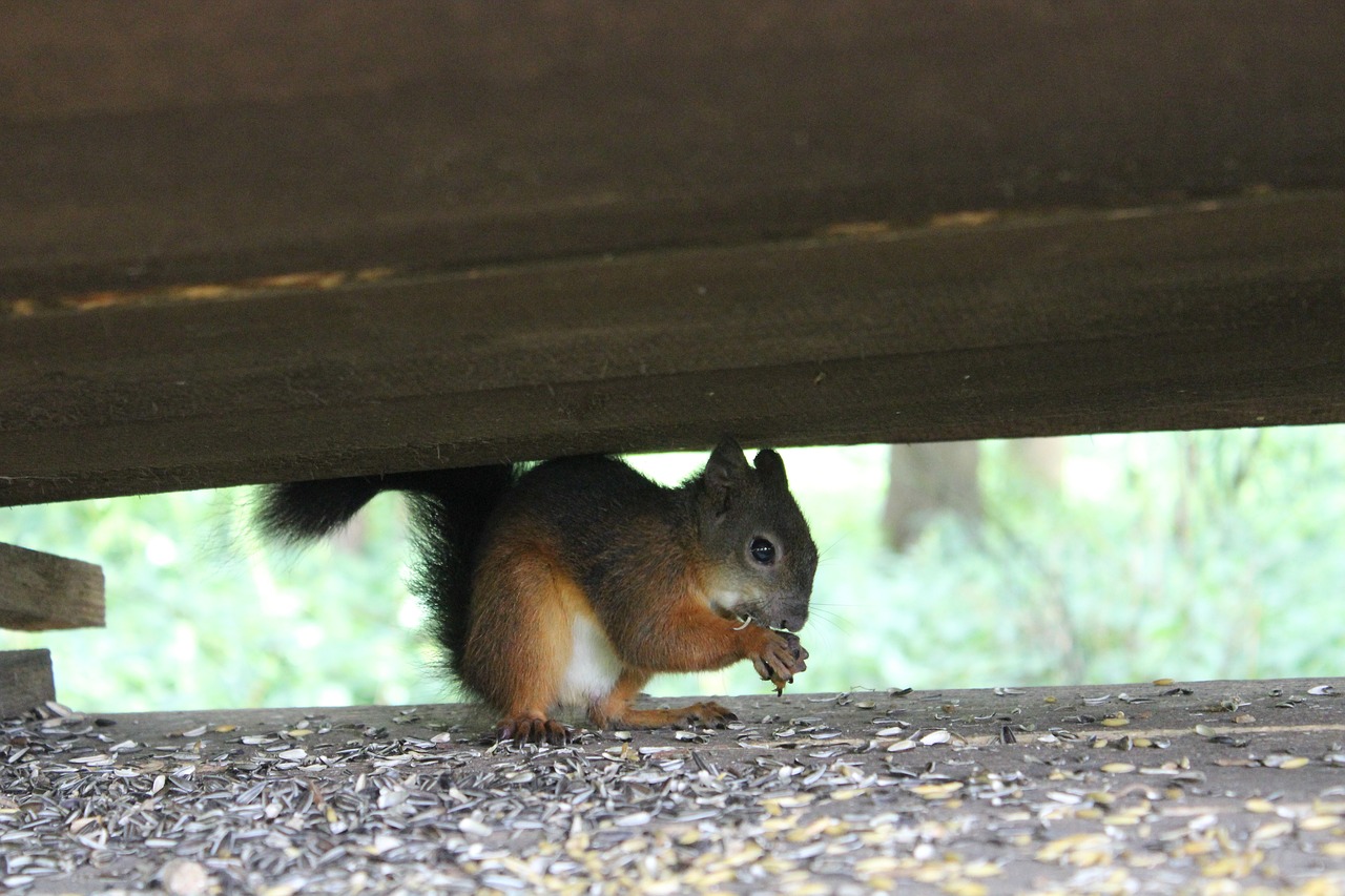squirrel eat cute free photo