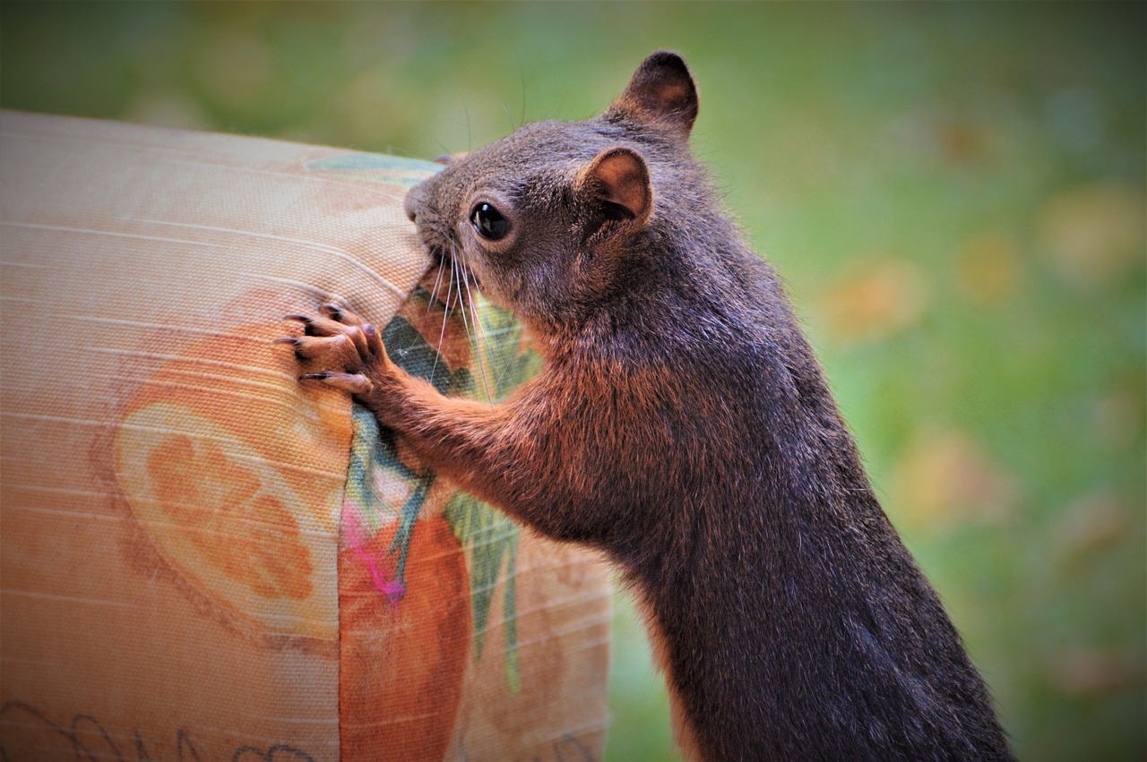 squirrel verifiable kitten rodent free photo