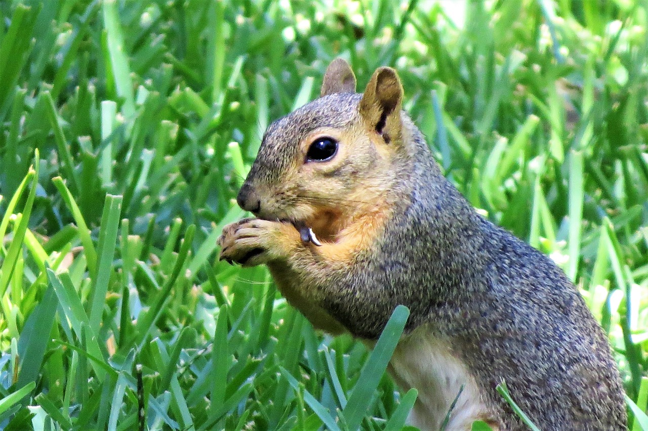 squirrel rodent brown free photo