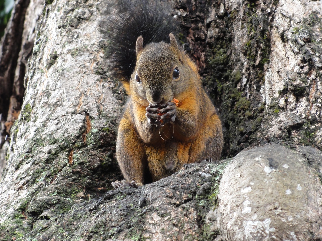 squirrel eat colombia free photo
