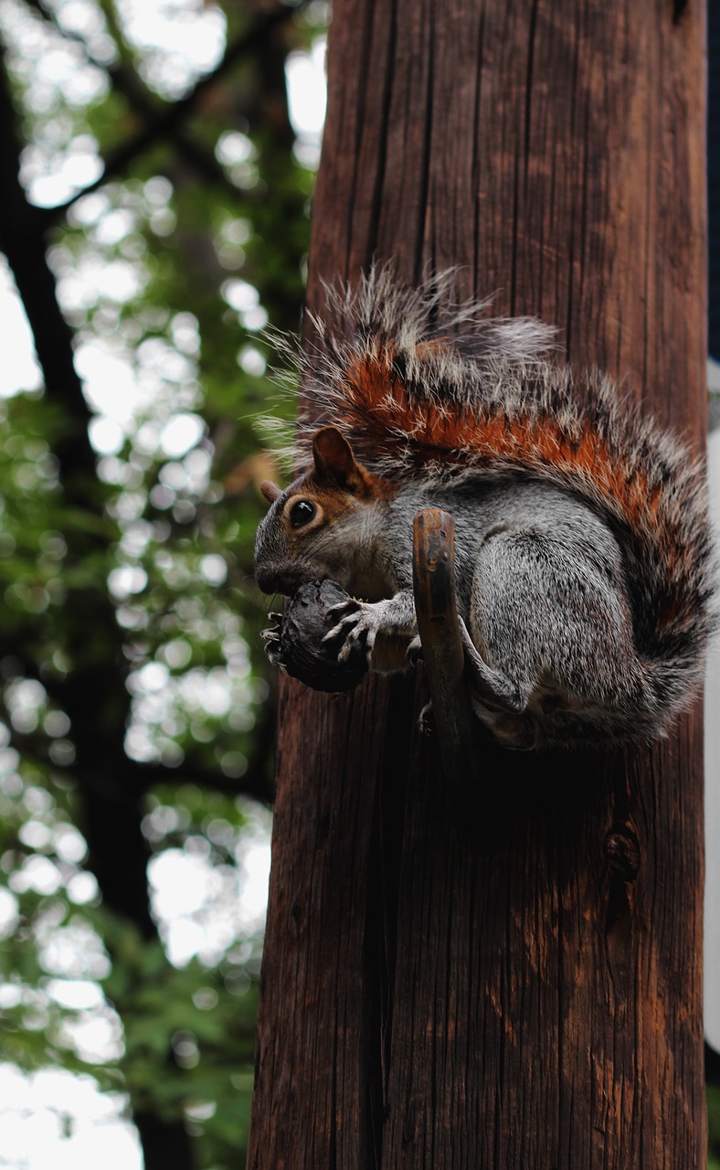 squirrel mexico city free photo