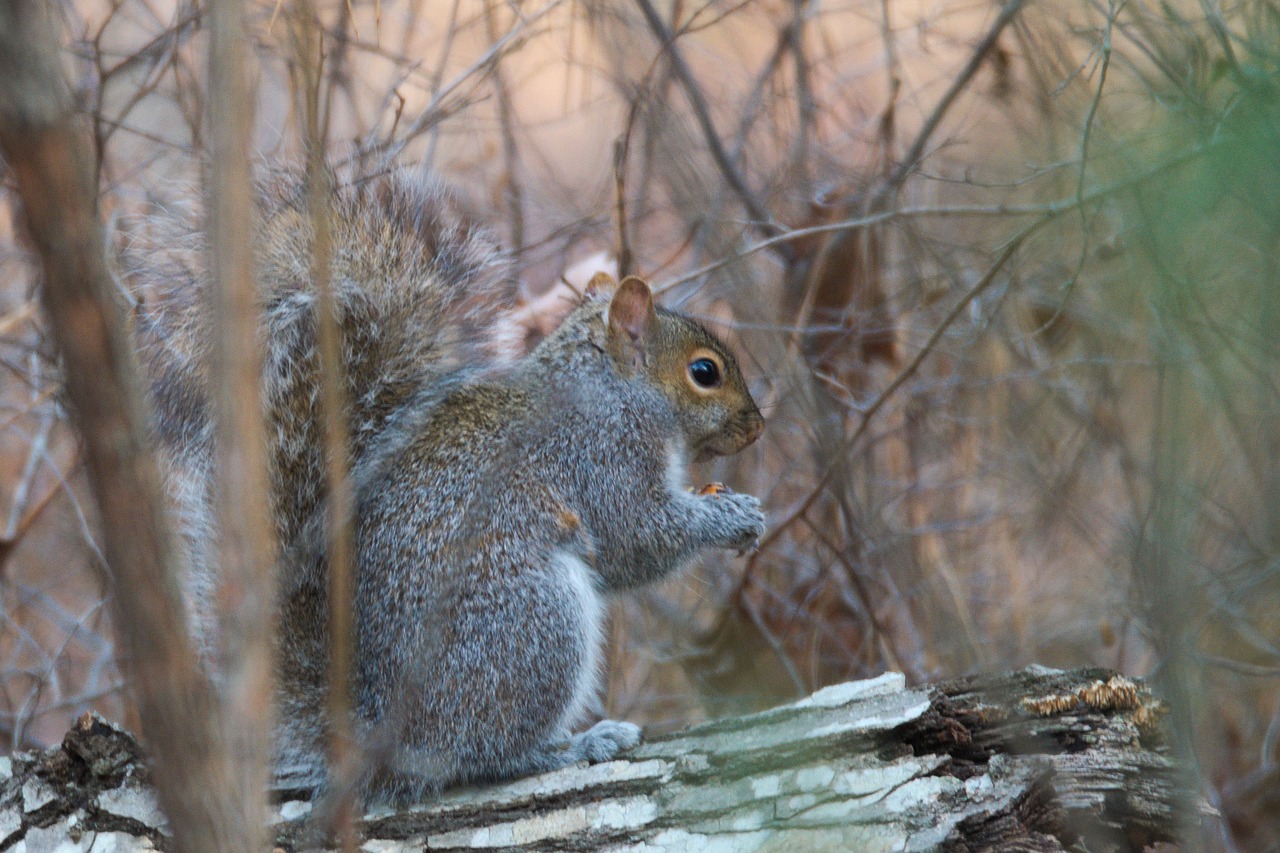 squirrel wild forest free photo