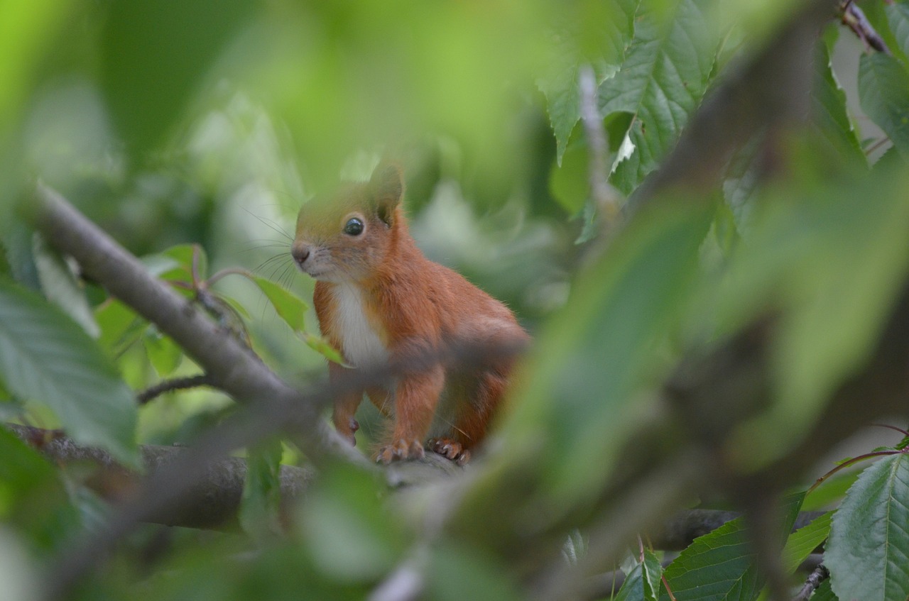 squirrel animals nager free photo