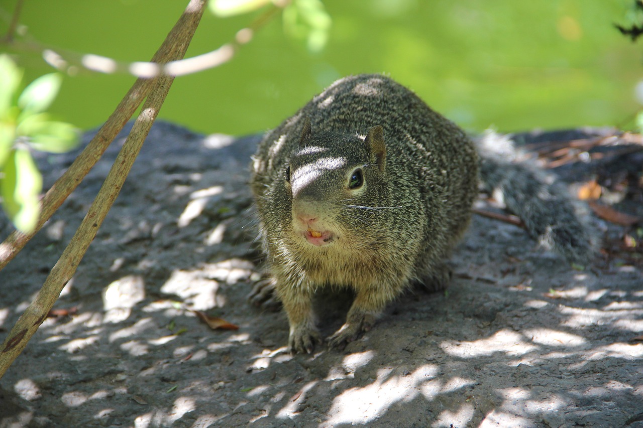 squirrel rock green free photo