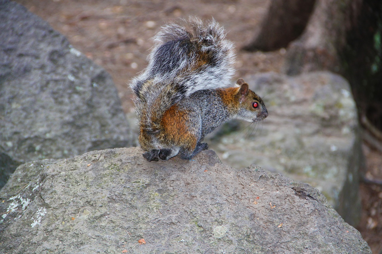 squirrel hunting green free photo