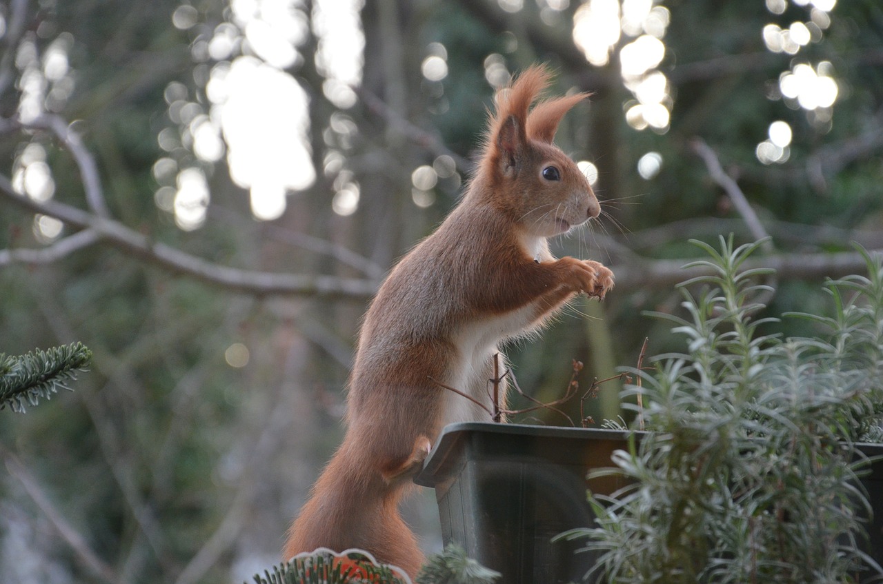 squirrel animals nature free photo