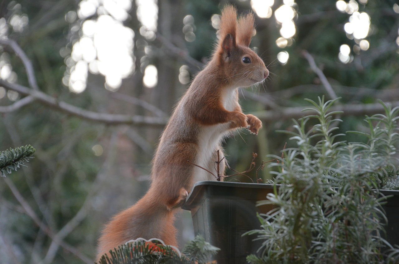 squirrel animals nature free photo