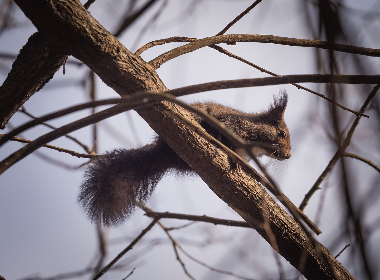 squirrel animal nature free photo