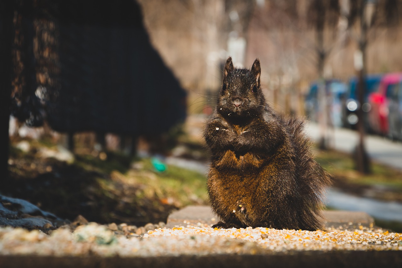 squirrel animals urban free photo