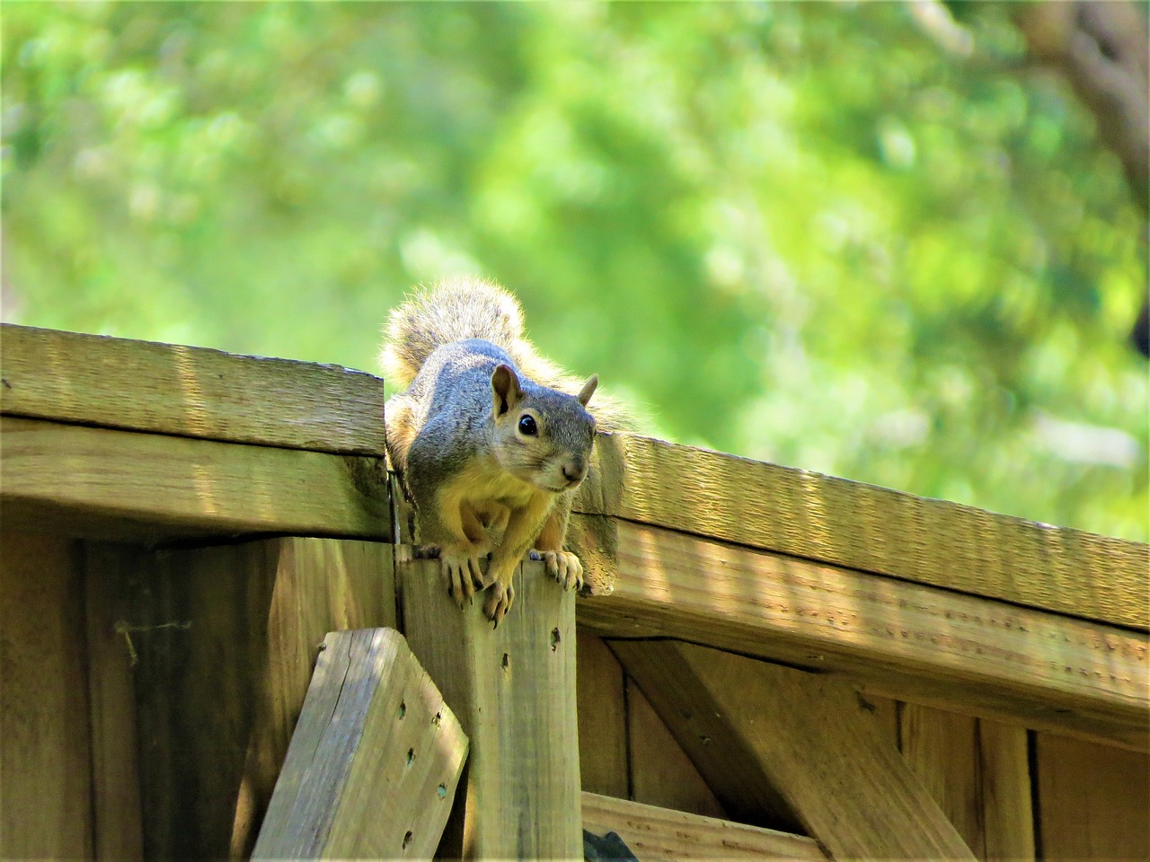 squirrel fence brown free photo