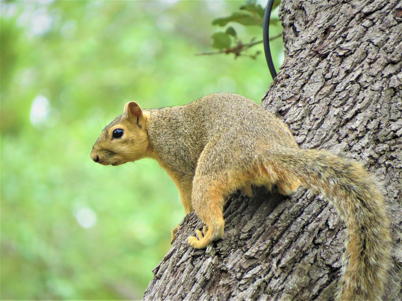 squirrel tree brown free photo