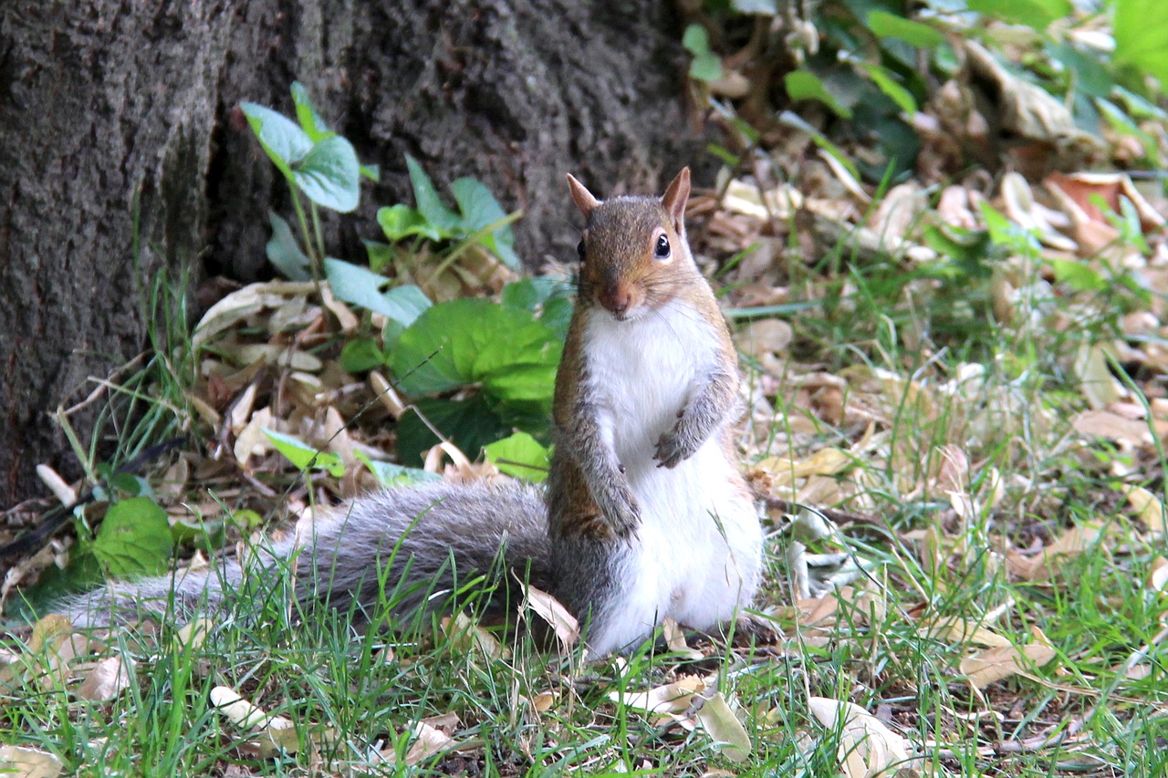 squirrel nature central park free photo